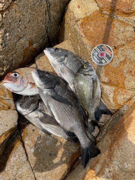 宮島チヌ練習Part2