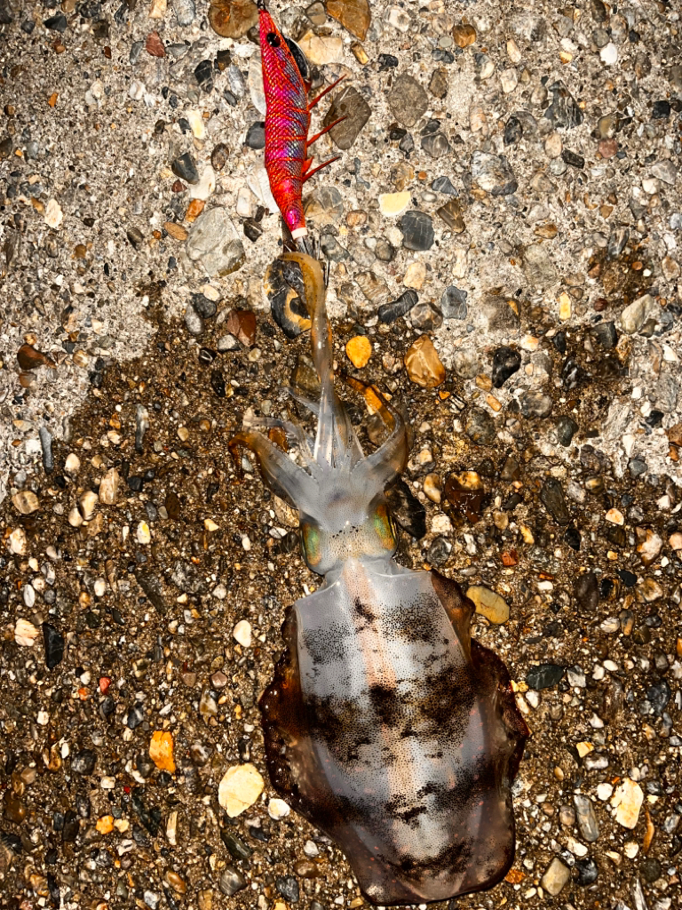 ナイトエギング