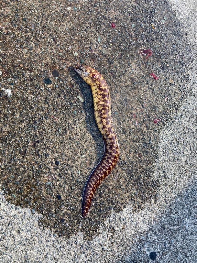 ウツボゲット！