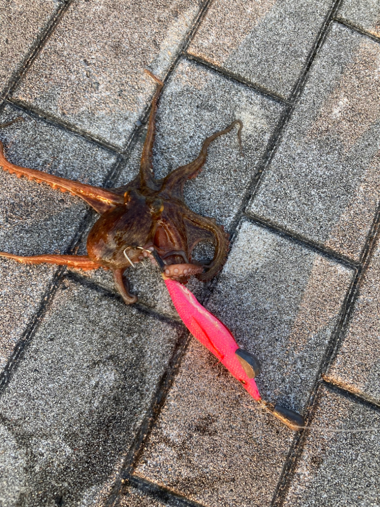 ⭐︎20時間ぶり