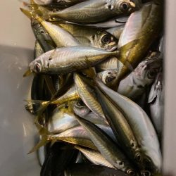 豆？子？たくさん