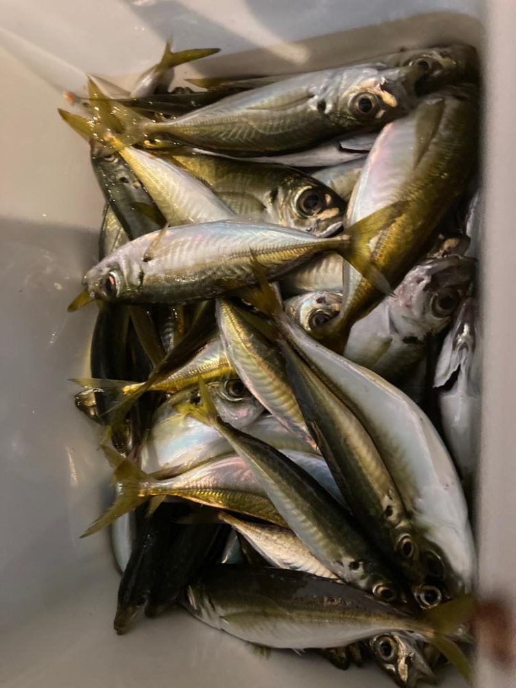 豆？子？たくさん