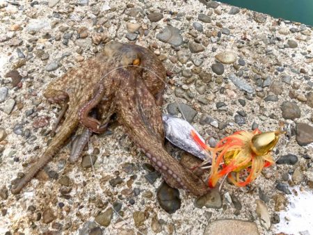 岸和田一文字のタコ釣りはまだいけるにゃー！…
