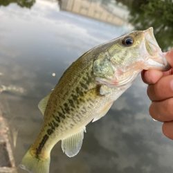 淀川小バス祭り
