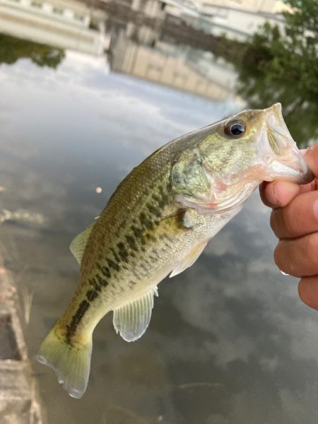 淀川小バス祭り