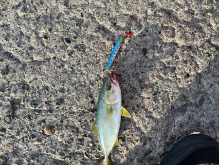 ショアジギング