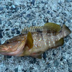 朝マズメ1投目で