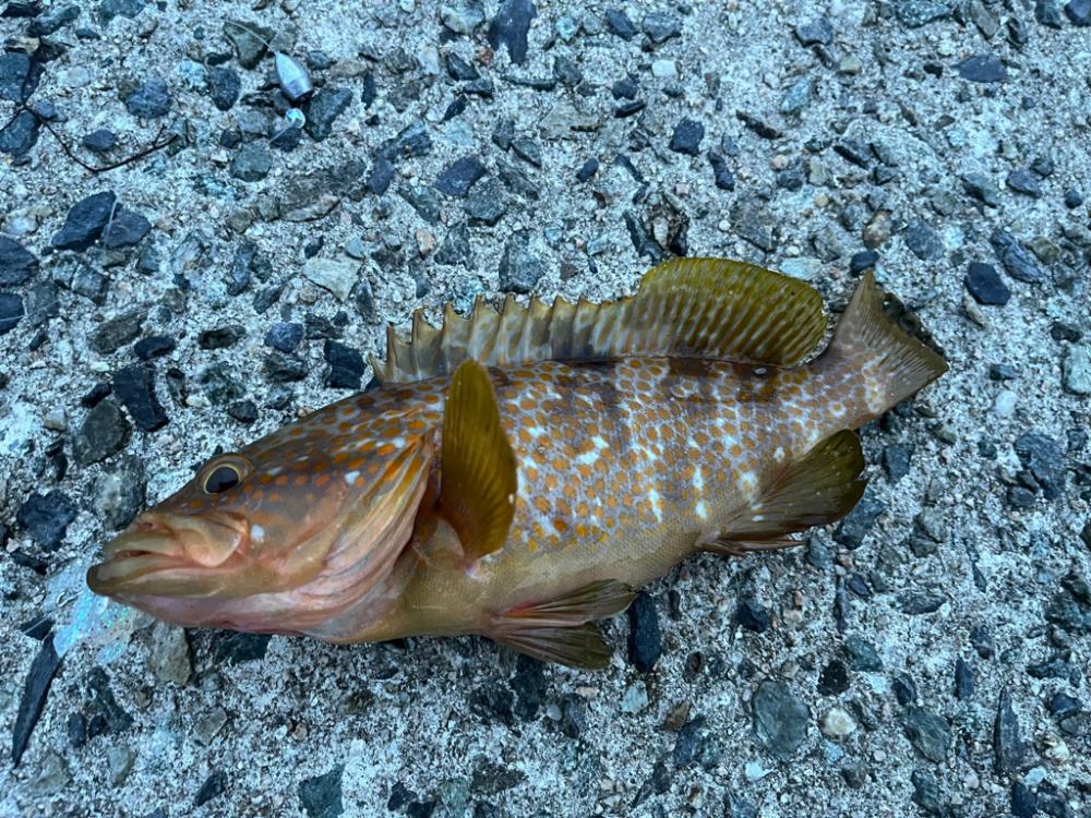 朝マズメ1投目で