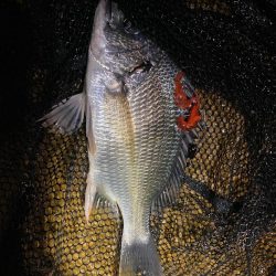 淀川ナイトチニング 　渋め