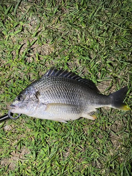 キビレさーーーん