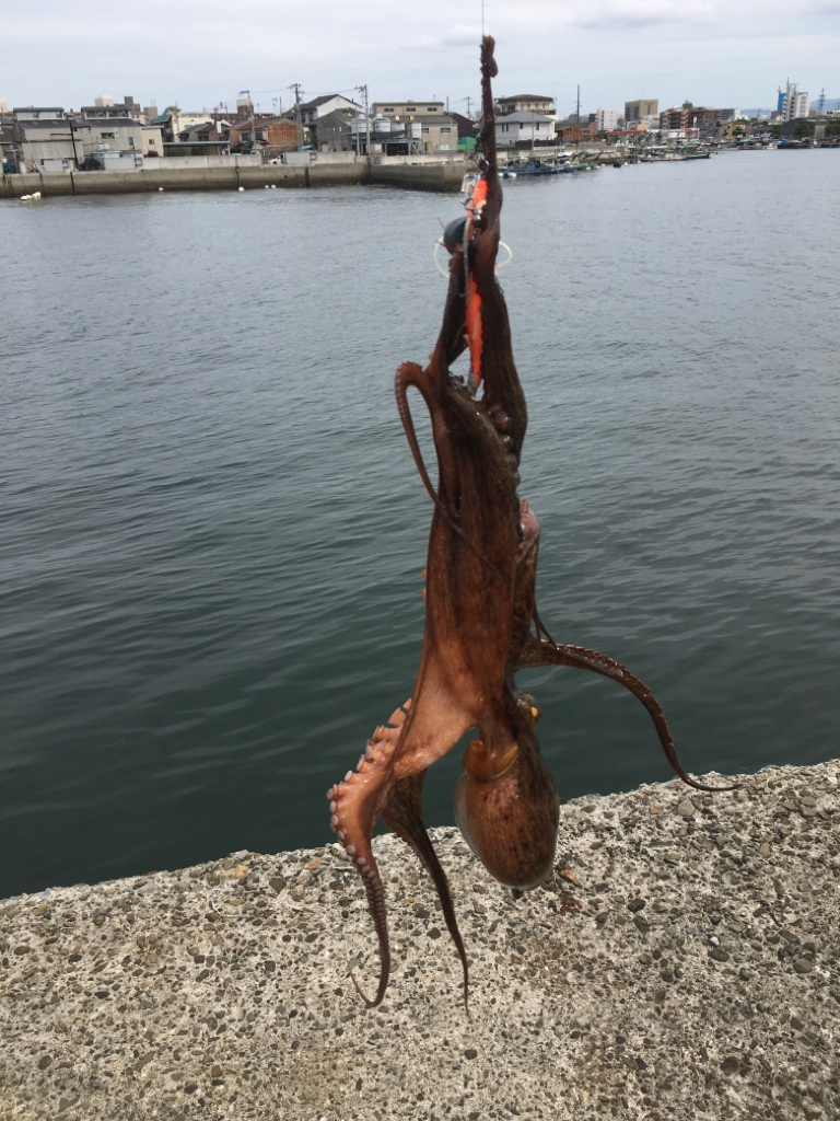 久しぶりに釣れた!