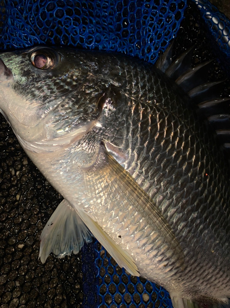 チヌハンターパート32