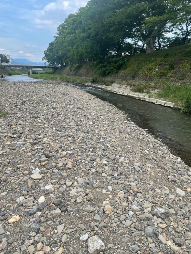 芹川で小鮎釣り