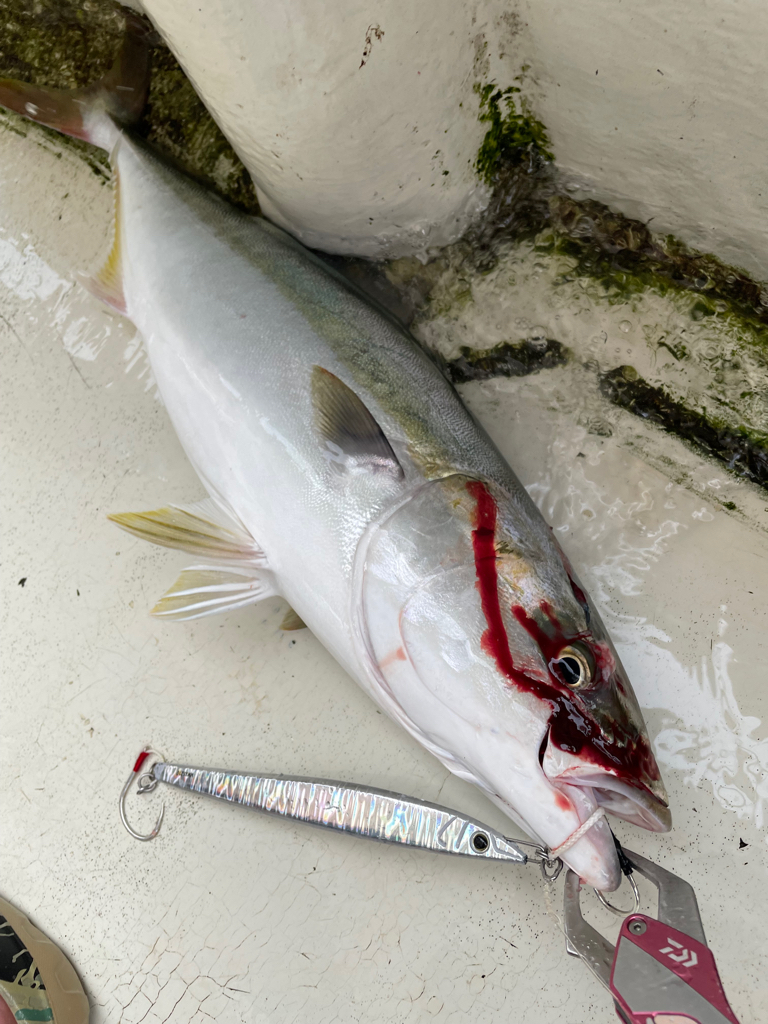 明石沖ジギング