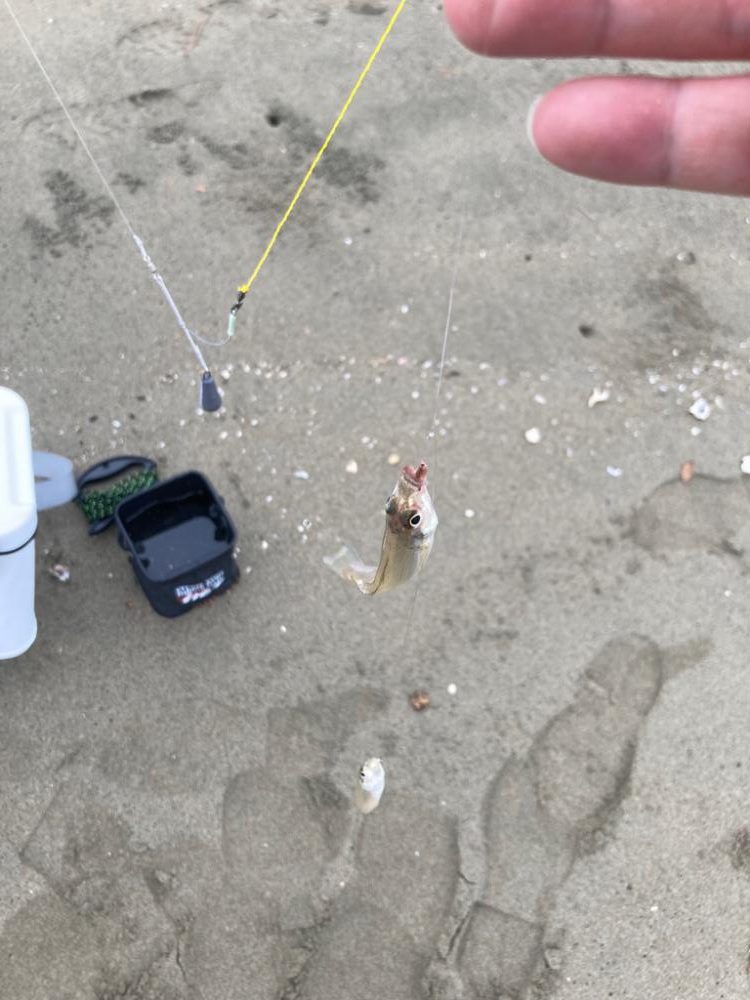 親子でキス釣り