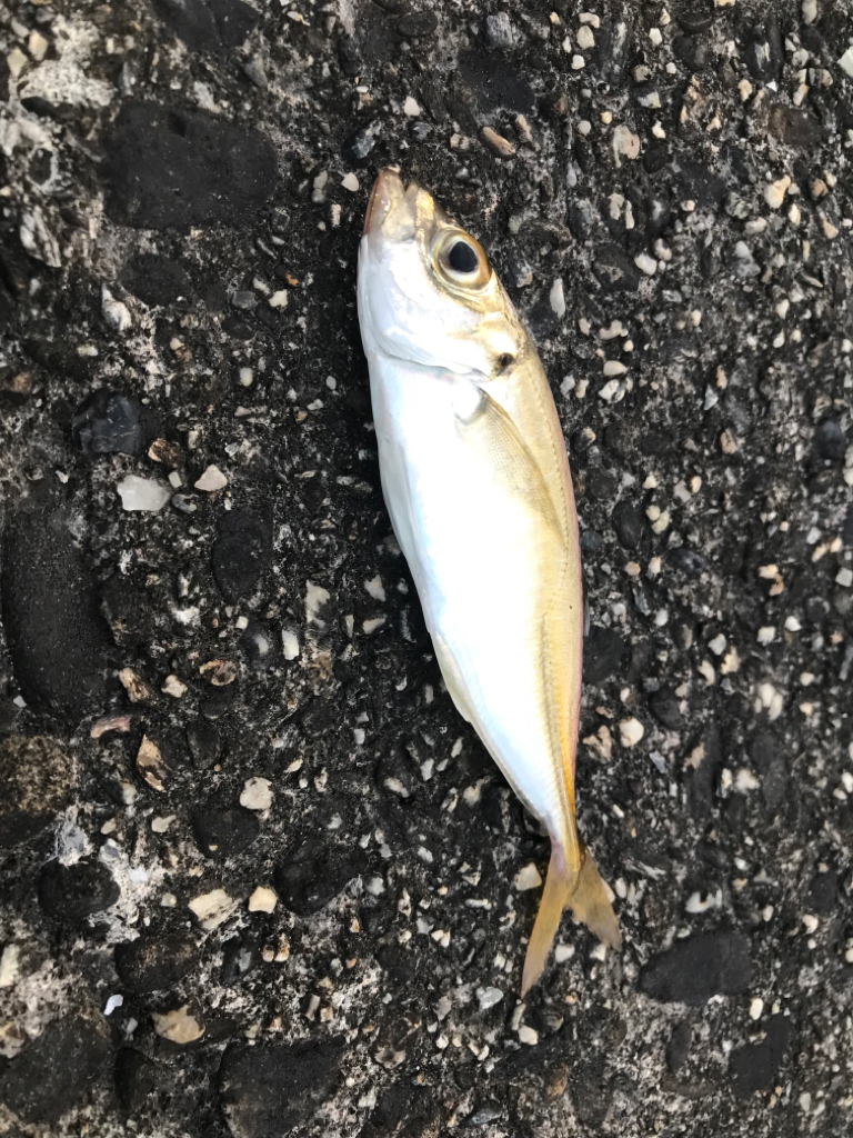 たまにサビキ。飽きたら穴釣り。