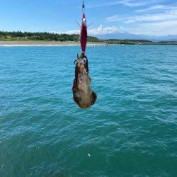 子イカリサーチ