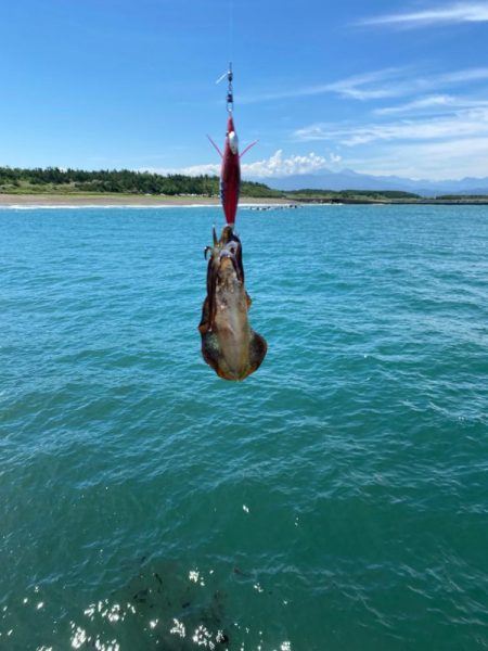 子イカリサーチ