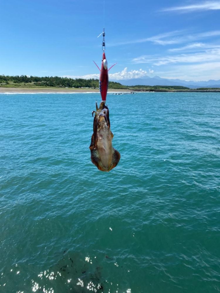 子イカリサーチ