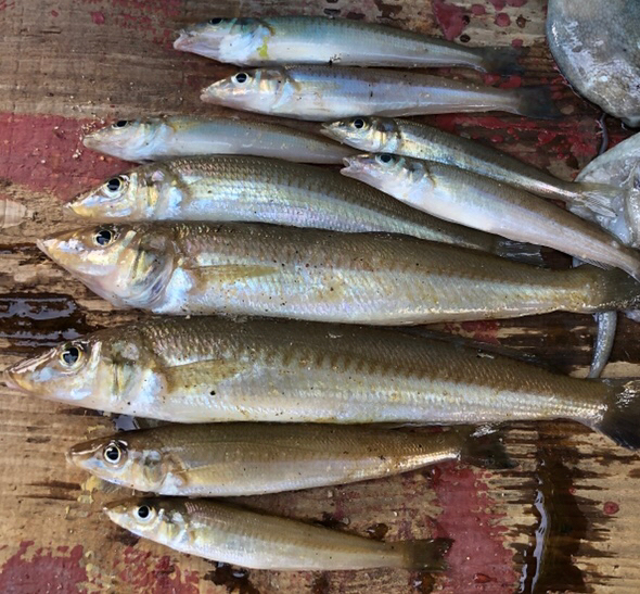 まだまだキス 数釣りより型が良い!