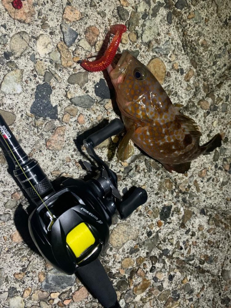 マゴチにきじはたに贅沢三昧