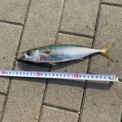 シーサイドコスモ再び