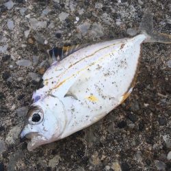 柊　柊　柊　柊