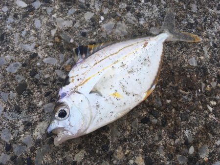 柊　柊　柊　柊