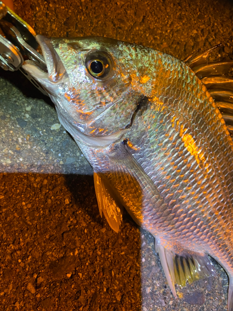 ヘチってきました