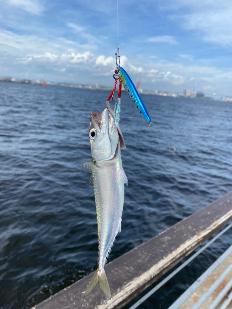 ジギングでサバ2匹