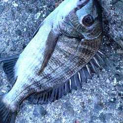 ヘチってきました