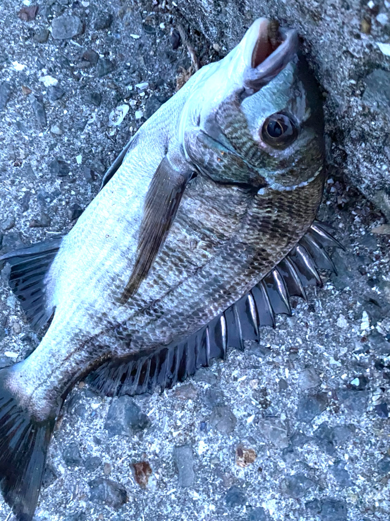 ヘチってきました