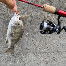 大阪府ライトゲーム