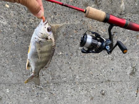 大阪府ライトゲーム