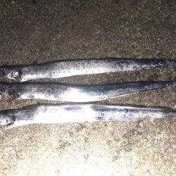 タチウオ・イカ調査