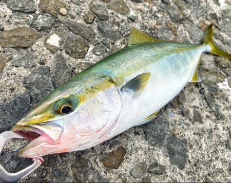 チニングロッドで楽しむULS