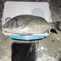 アジングに出掛けたのに