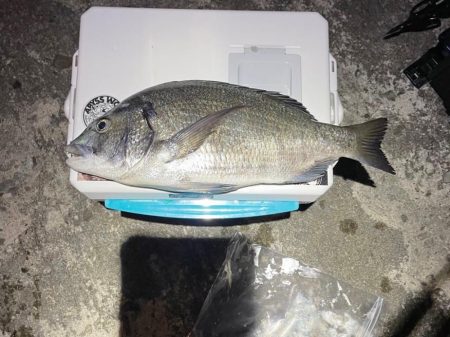 アジングに出掛けたのに