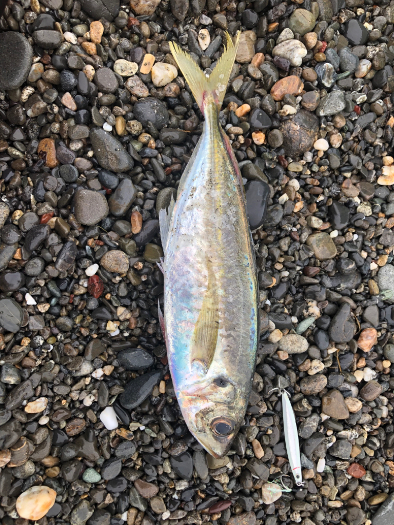 ギガアジ求めて