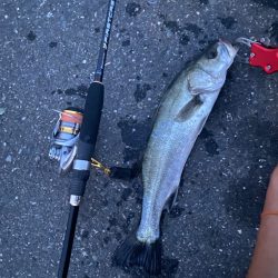 アジングのはずが…