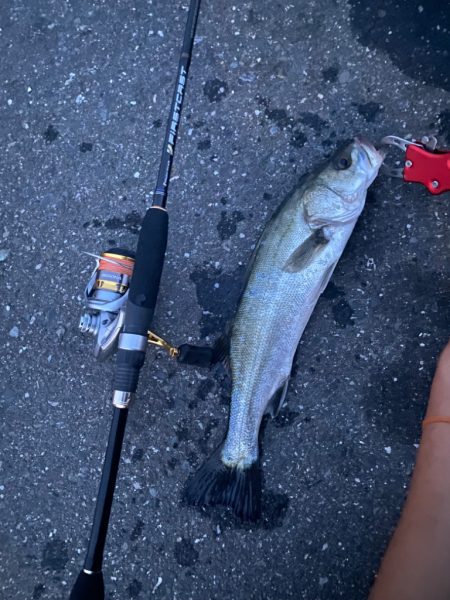 アジングのはずが…