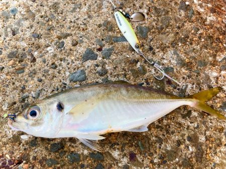 シイラっぽい何かはいるけれども…