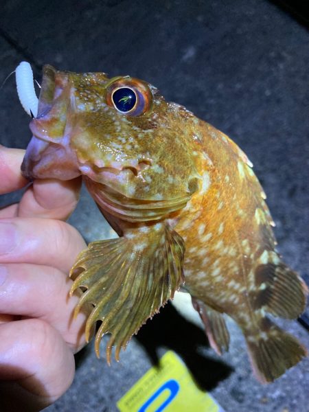 ボトムでガシラ