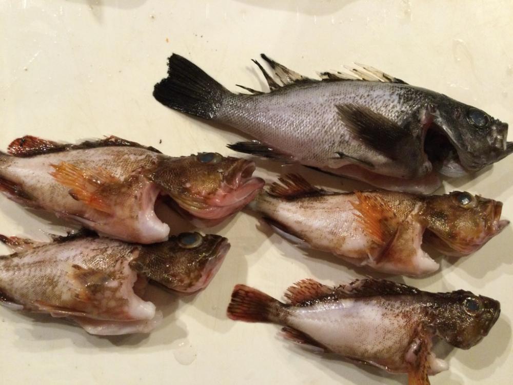 カサゴがたくさん