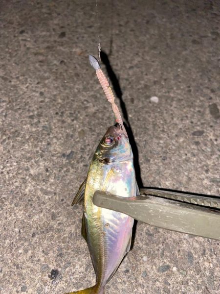 追い風アジング