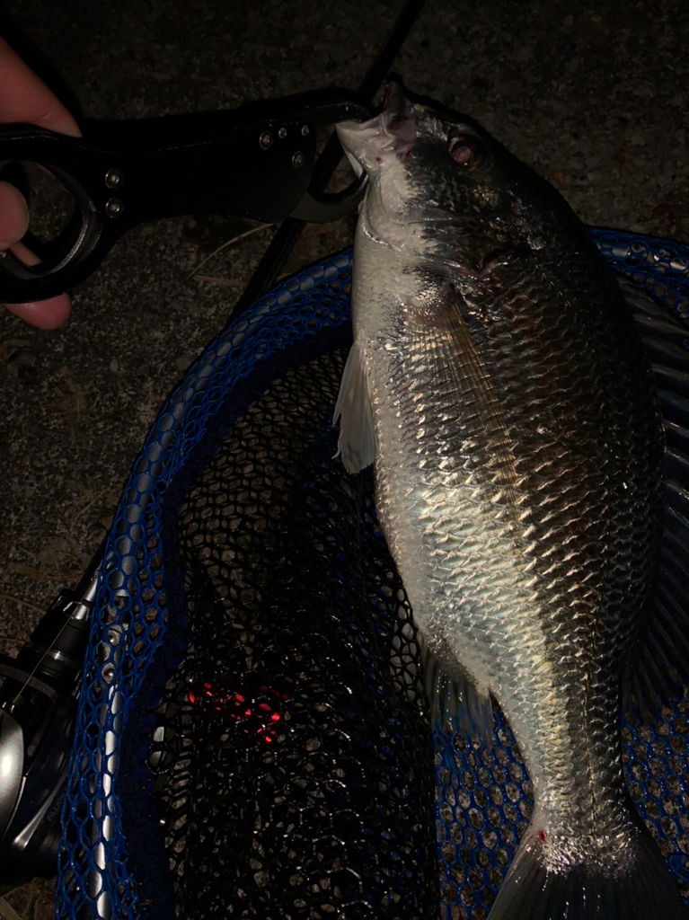 チヌハンターパート30