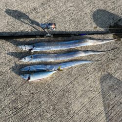 今年初太刀魚!!