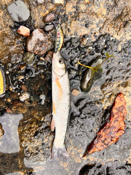 渓流フィッシング