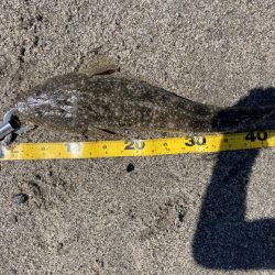 マゴチングからの〜チニング