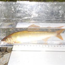 美山鮎9 高水・ささ濁りでも釣れる